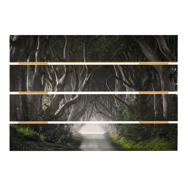 Houten schilderijen op plank Forest In Northern Ireland
