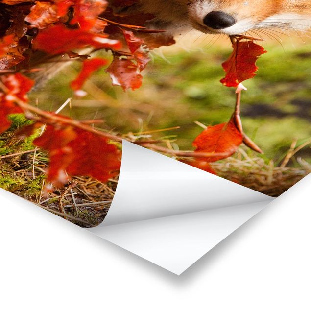 Posters Fox In Autumn