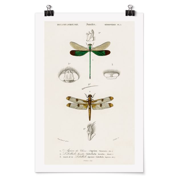 Posters Vintage Board Dragonflies