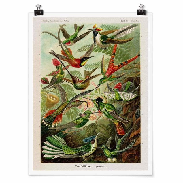 Posters Vintage Board Hummingbirds