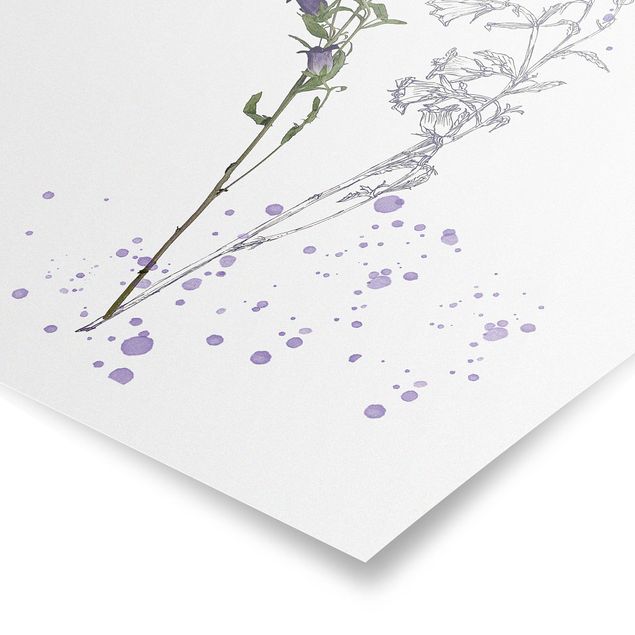 Posters Botanical Watercolour - Bellflower