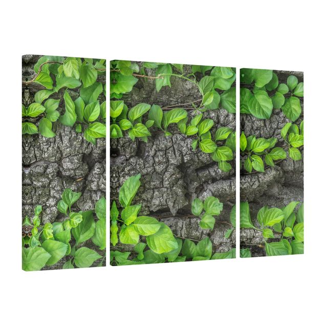Canvas schilderijen - 3-delig Ivy Tendrils Tree Bark