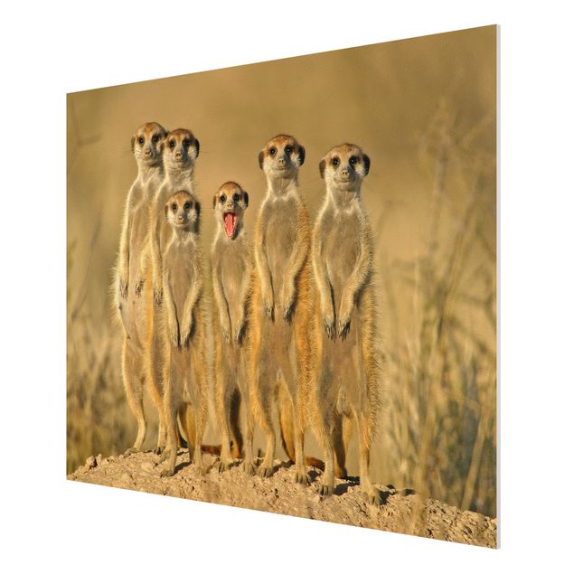 Forex schilderijen Meerkat Family