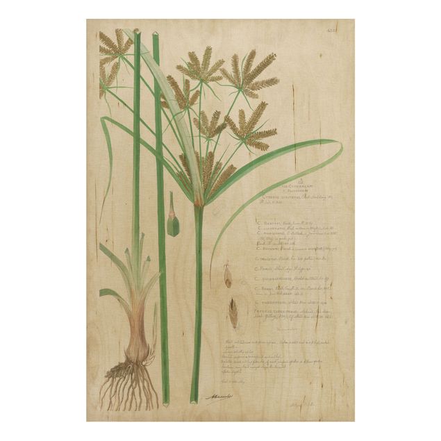 Houten schilderijen Vintage Botany Drawing Grasses I