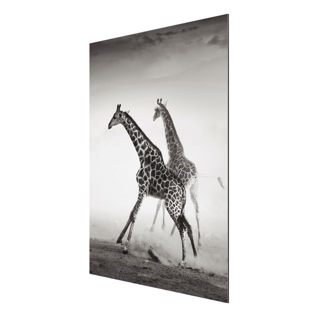 Aluminium Dibond schilderijen Giraffe Hunt