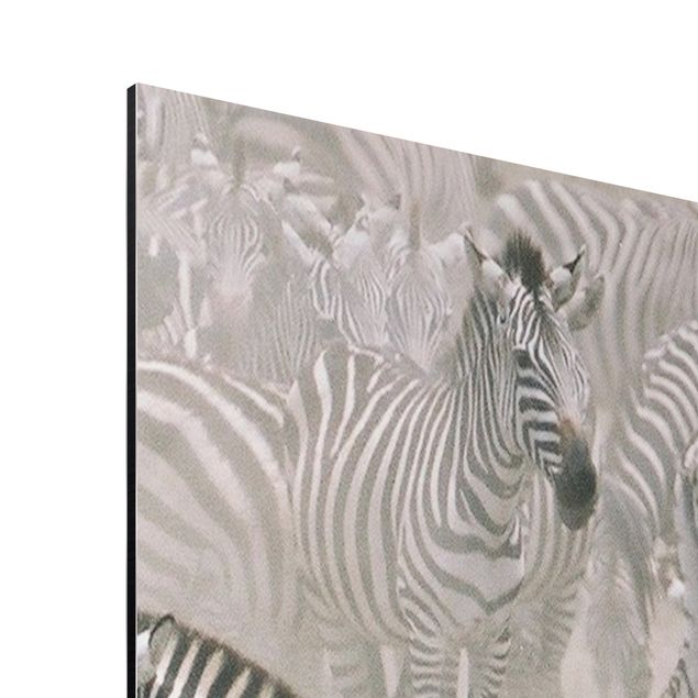 Aluminium Dibond schilderijen Zebra Herd