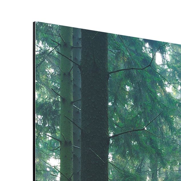 Aluminium Dibond schilderijen Enlightened Forest