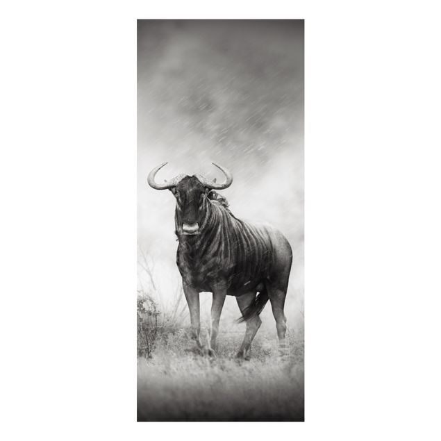 Aluminium Dibond schilderijen Staring Wildebeest