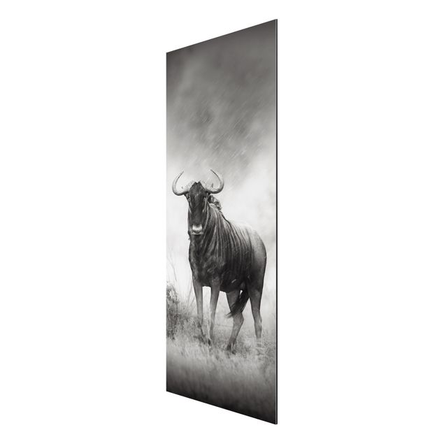 Aluminium Dibond schilderijen Staring Wildebeest