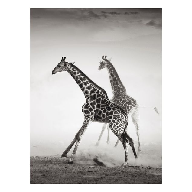 Forex schilderijen Giraffe Hunt