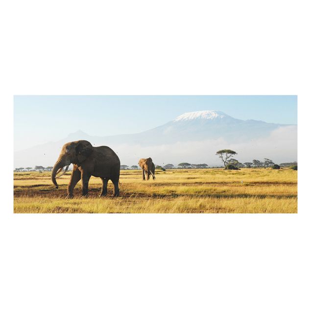Forex schilderijen Elephants In Front Of The Kilimanjaro In Kenya