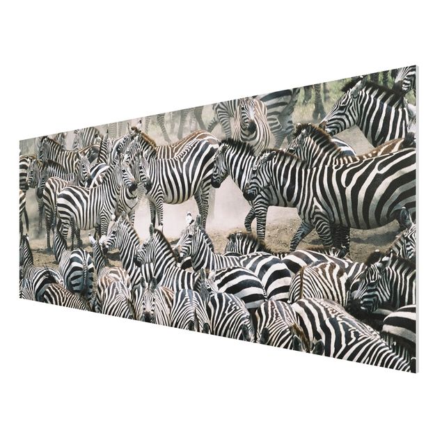 Forex schilderijen Zebra Herd