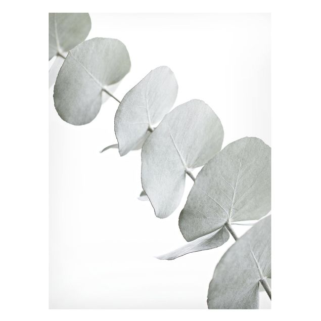 Magneetborden Eucalyptus Branch In White Light