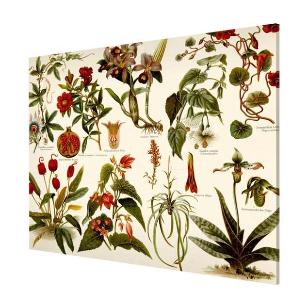 Magneetborden Vintage Board Tropical Botany II