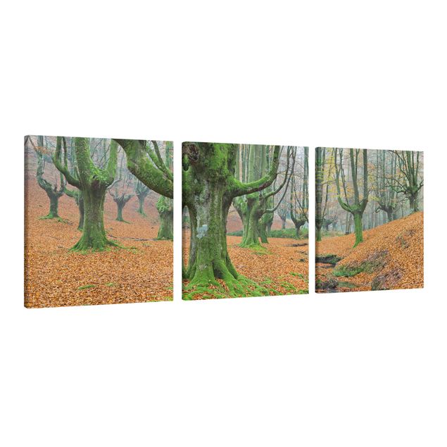 Canvas schilderijen - 3-delig Beech Forest In The Gorbea Natural Park In Spain