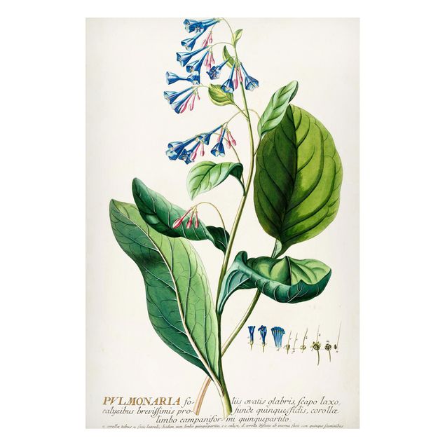 Magneetborden Vintage Botanical Illustration Lungwort