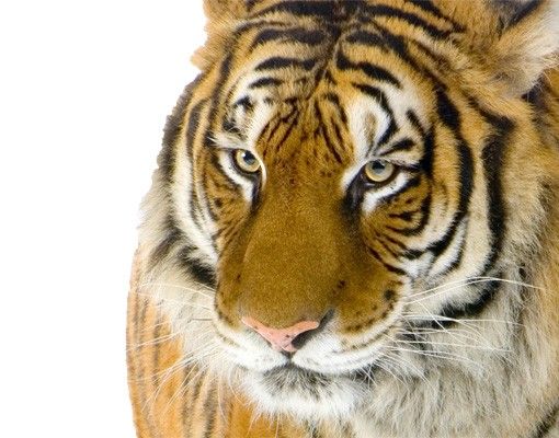 Muurstickers tijger No.128 Indian Tiger
