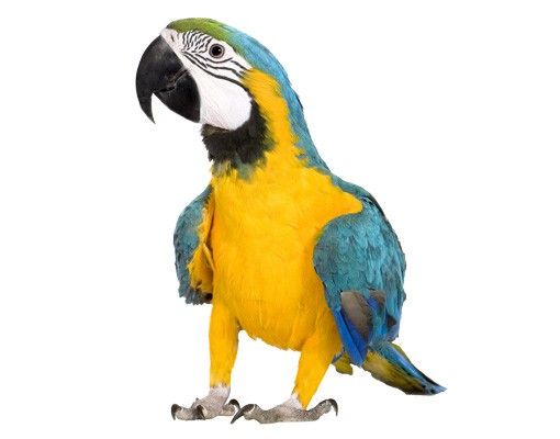 Muurstickers dieren Macaw