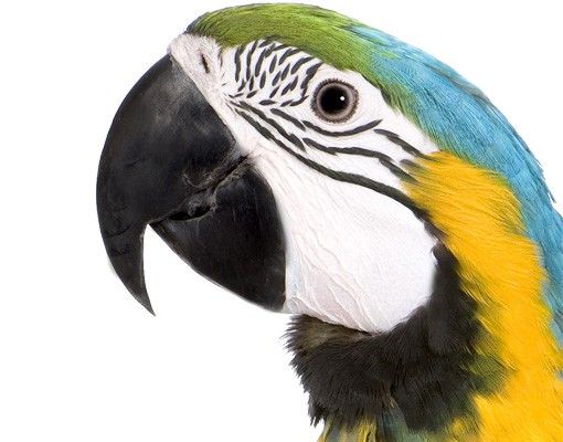 Muurstickers Macaw