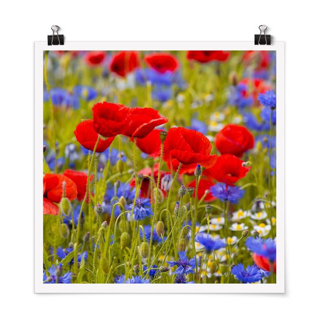 Posters Summer Meadow With Poppies And Cornflowers