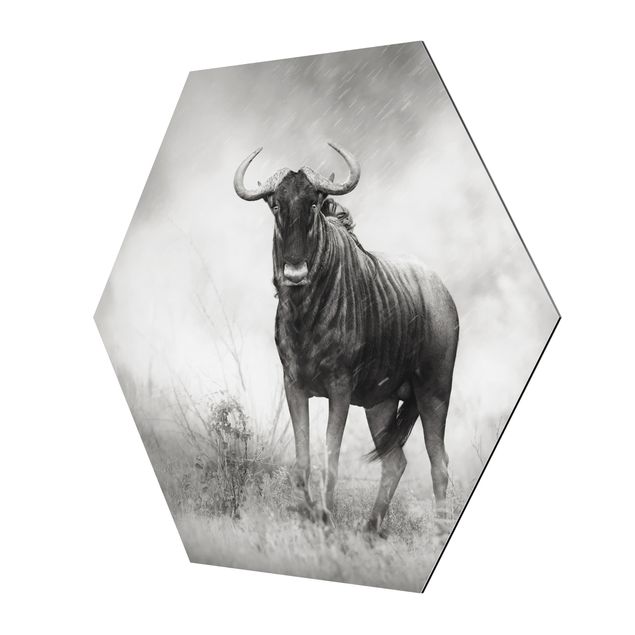 Hexagons Aluminium Dibond schilderijen Staring Wildebeest