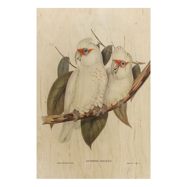Houten schilderijen Vintage Illustration White Cockatoo