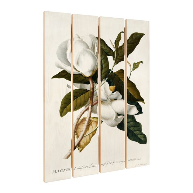 Houten schilderijen op plank Georg Dionysius Ehret - Magnolia