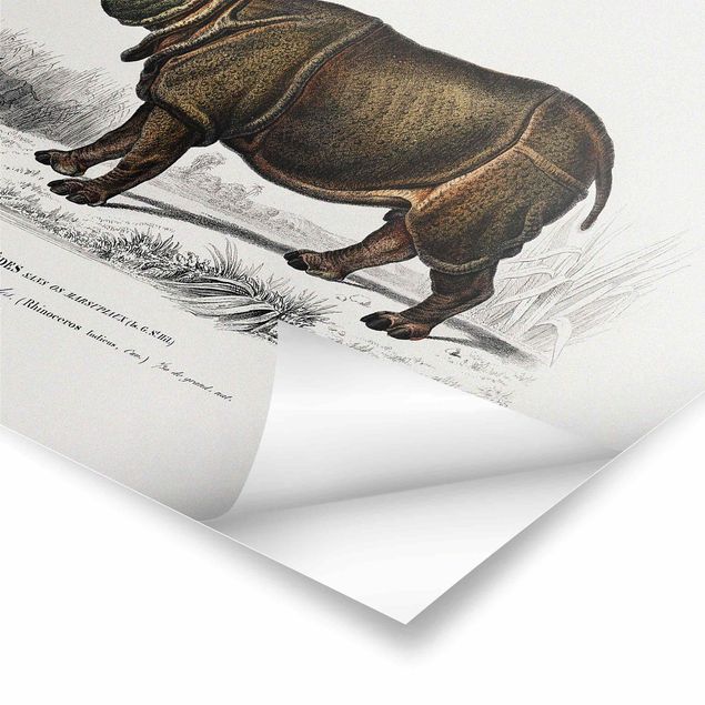 Posters Vintage Board Rhino