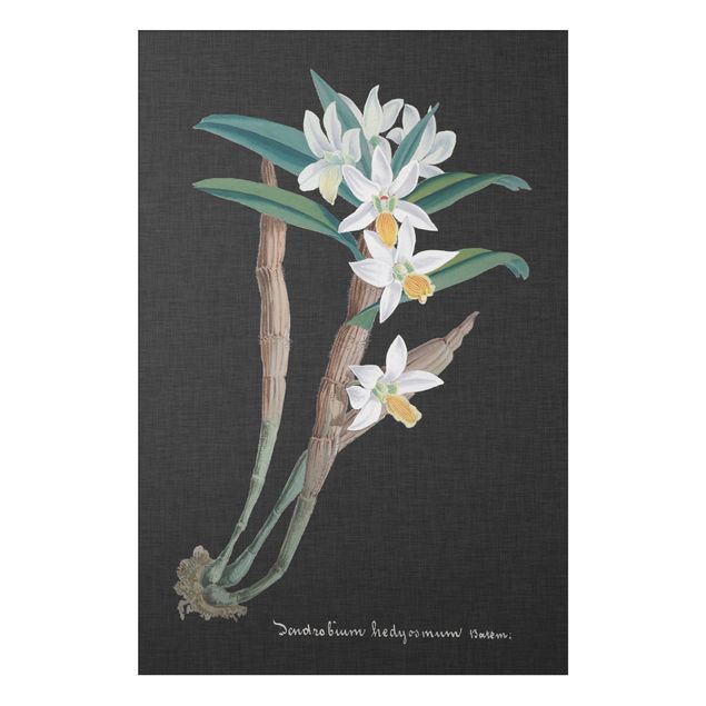 Aluminium Dibond schilderijen White Orchid On Linen I