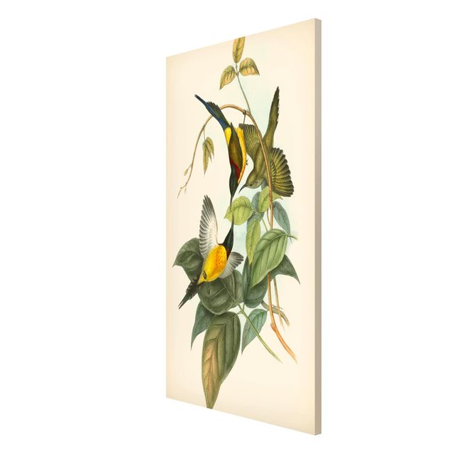 Magneetborden Vintage Illustration Tropical Birds IV