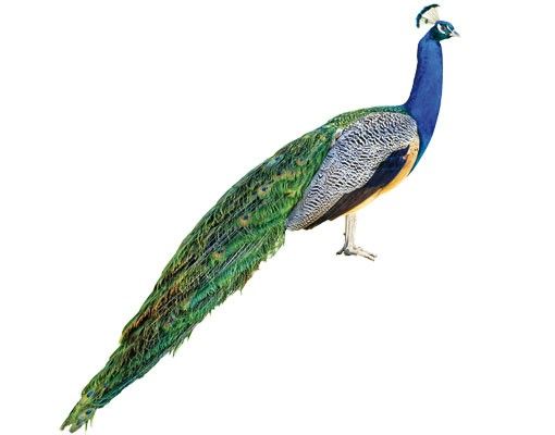 Muurstickers dieren No.320 Peacock