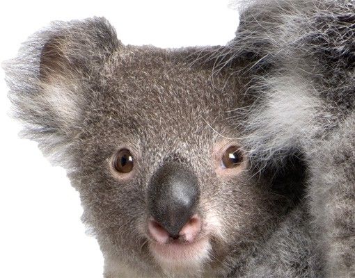 Muurstickers Koala Bears