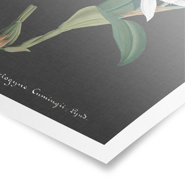 Posters White Orchid On Linen II