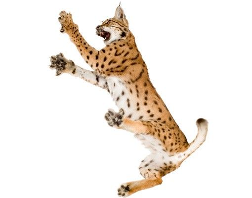 Muurstickers dieren No.370 Attacking Lynx