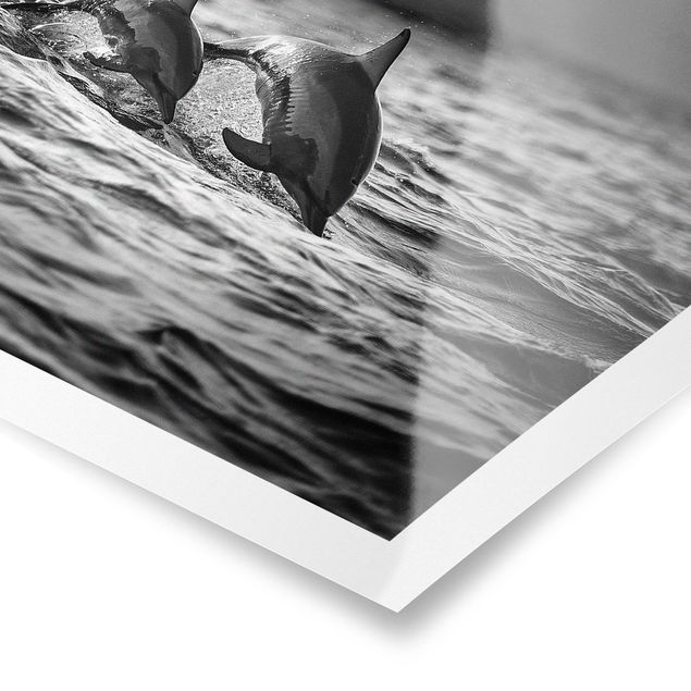 Posters Two Jumping Dolphins