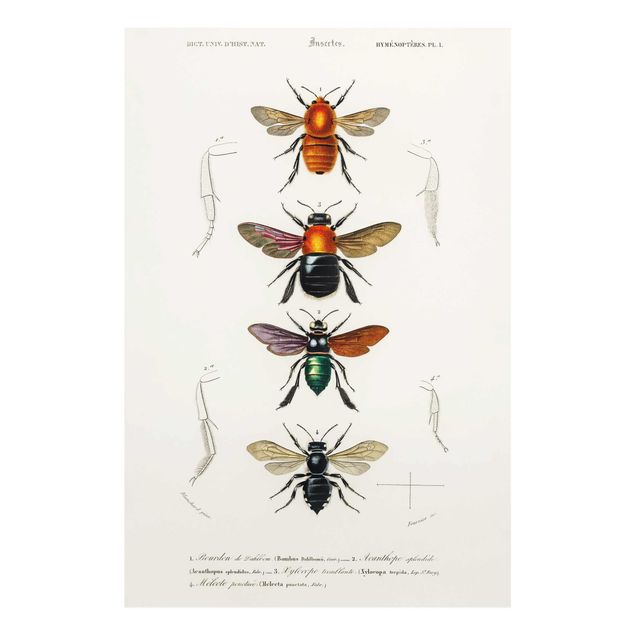 Glasschilderijen Vintage Board Insects