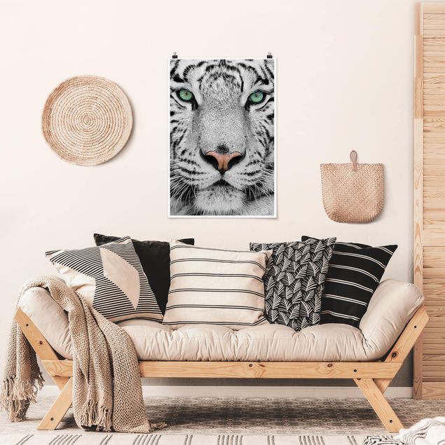 Posters White Tiger