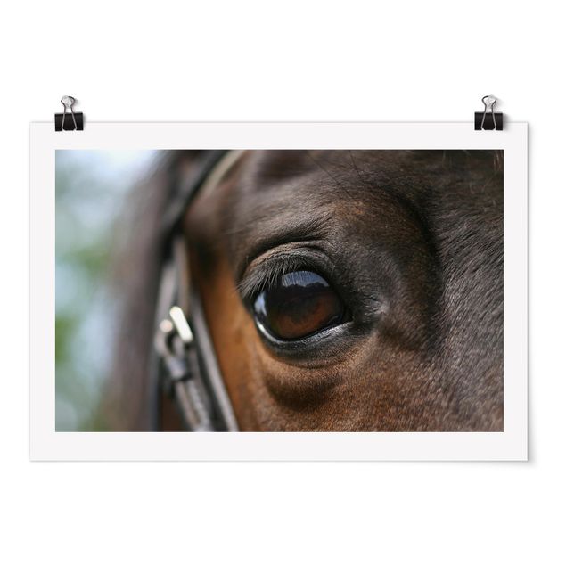 Posters Horse Eye