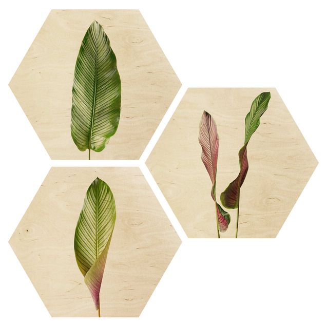 Hexagons houten schilderijen - 3-delig Large Leaves Calathea Ornata