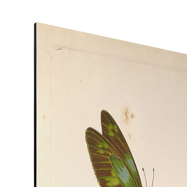 Aluminium Dibond schilderijen Vintage Illustration Exotic Butterflies