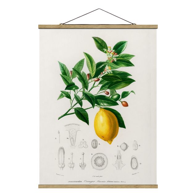 Stoffen schilderij met posterlijst Botany Vintage Illustration Of Lemon