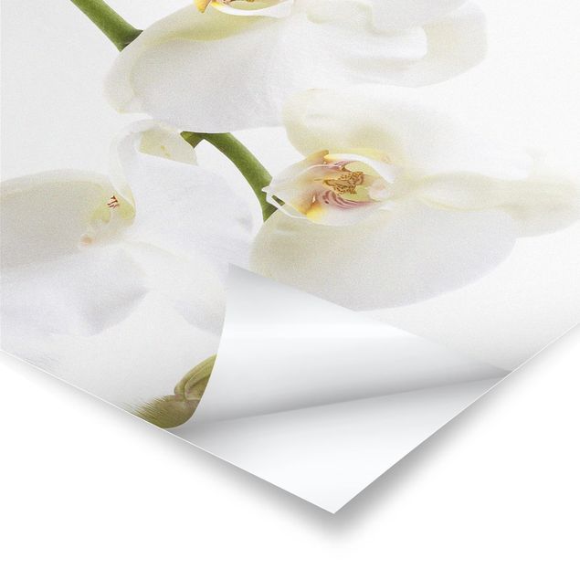 Posters White Orchid Waters