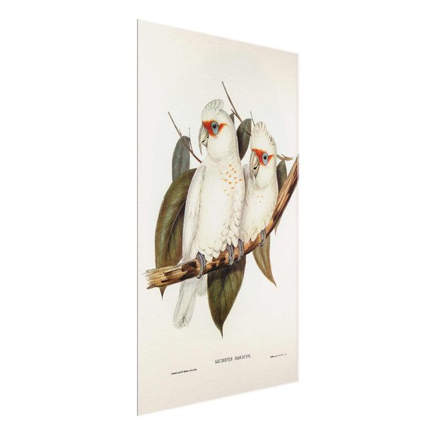 Glasschilderijen Vintage Illustration White Cockatoo