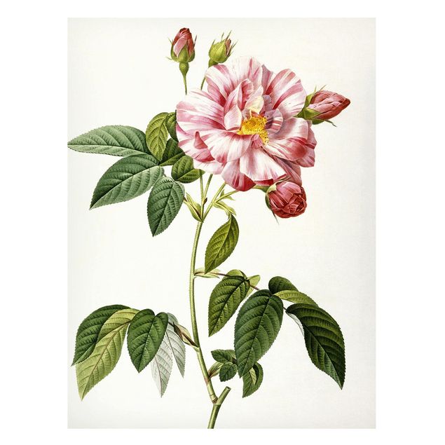 Magneetborden Pierre Joseph Redoute - Pink Gallica Rose