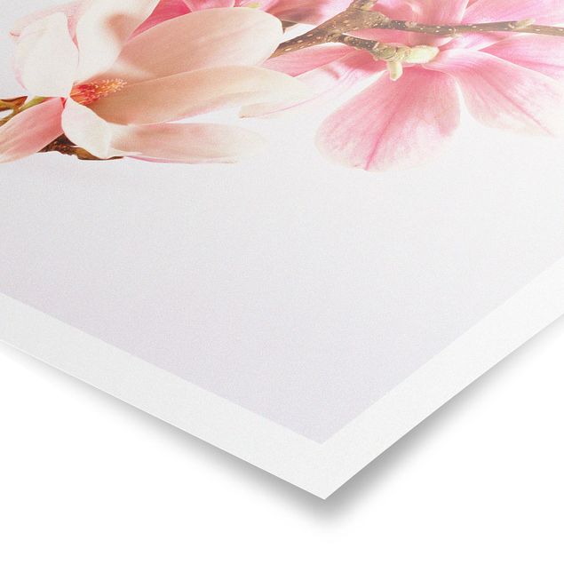 Posters Magnolia Blossoms