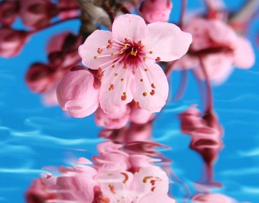 Raamfolie Cherry Blossom