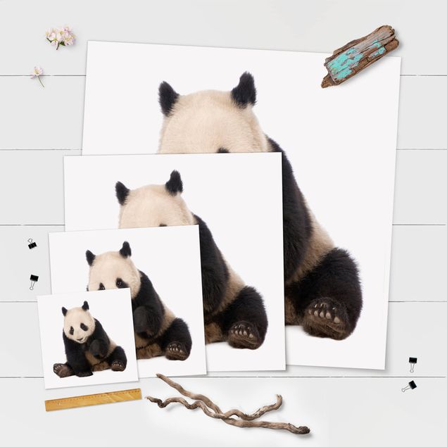 Posters Panda Paws