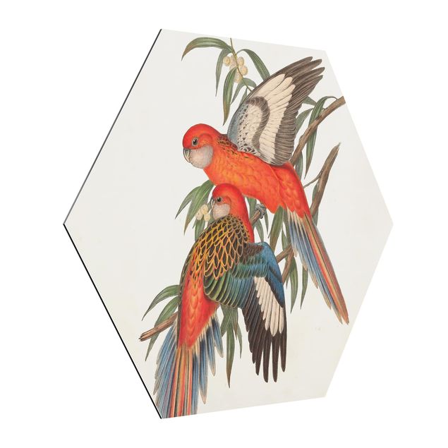 Hexagons Aluminium Dibond schilderijen Tropical Parrot I