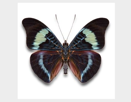 Raamfolie Lepidoptera