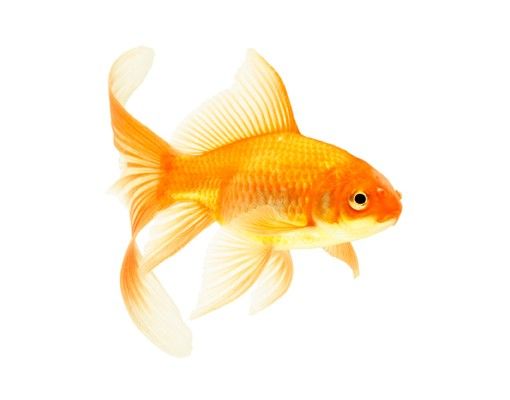 Raamfolie Ms Goldfish